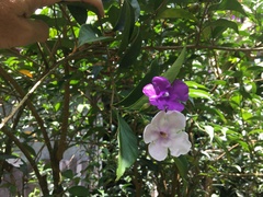 Brunfelsia grandiflora