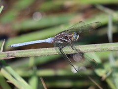 Orthetrum caffrum