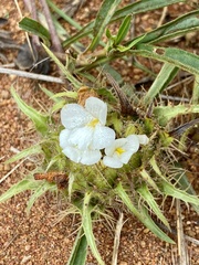 Crabbea angustifolia