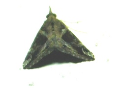 Hypena laceratalis