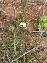 Crabbea angustifolia