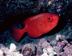 Heteropriacanthus carolinus