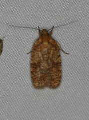 Agonopterix robiniella