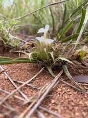 Crabbea angustifolia