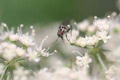 Anthomyia pluvialis