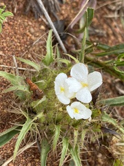 Crabbea angustifolia