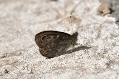 Lasiommata petropolitana