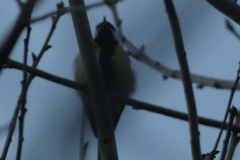 Parus major