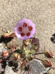 Eremalche rotundifolia