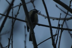 Parus major