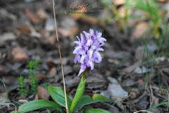 Orchis olbiensis