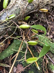 Bulbophyllum nutans