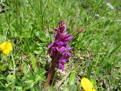 Dactylorhiza lapponica
