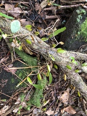 Bulbophyllum nutans