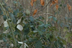 Rubus