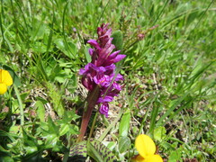 Dactylorhiza lapponica