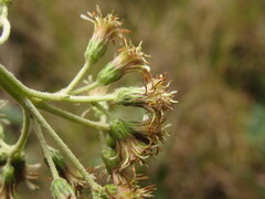 Linochilus tenuifolius