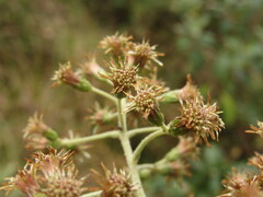 Linochilus tenuifolius