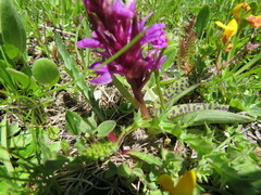 Dactylorhiza lapponica
