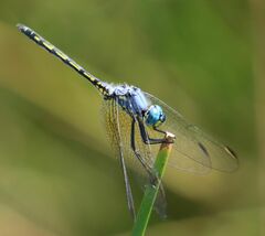 Trithemis stictica