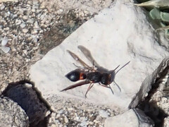 Leptochilus cruentatus