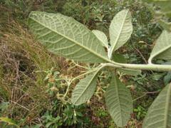 Linochilus tenuifolius