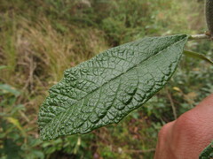 Linochilus tenuifolius