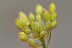 Euchloe simplonia