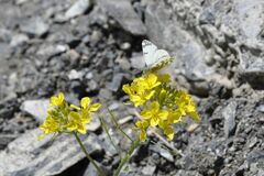 Euchloe simplonia