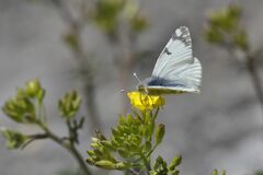 Euchloe simplonia