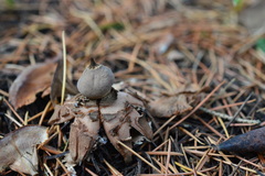 Geastrum striatum