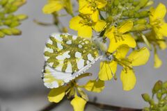 Euchloe simplonia