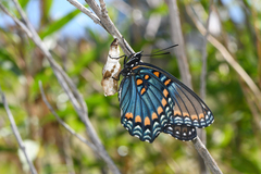 Limenitis arthemis arizonensis