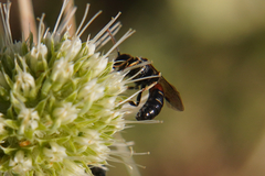 Lasioglossum interruptum
