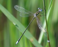 Lestes plagiatus