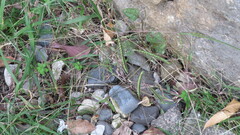 Digitaria sanguinalis