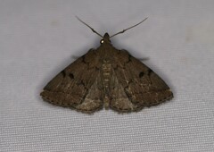 Zanclognatha dentata