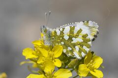 Euchloe simplonia