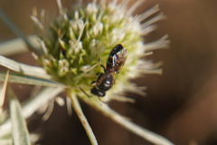 Lasioglossum interruptum