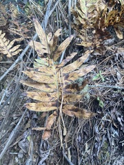 Phlebodium pseudoaureum