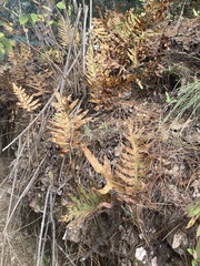 Phlebodium pseudoaureum