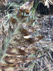 Phlebodium pseudoaureum