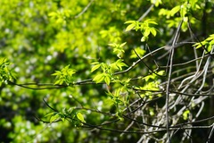 Aesculus californica