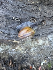 Helminthoglypta sequoicola consors