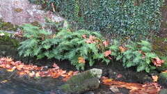 Polypodium cambricum