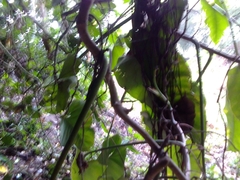 Philodendron hederaceum