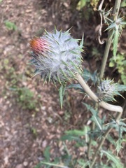 Cirsium ehrenbergii