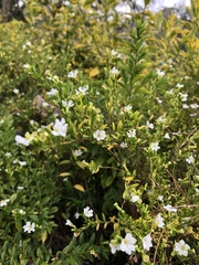 Magnoliopsida