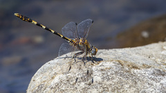 Progomphus borealis