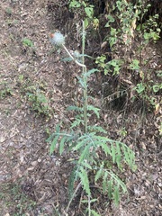 Cirsium ehrenbergii
